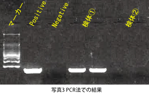 写真３：PCR法での結果©Bureau Veritas FEAC