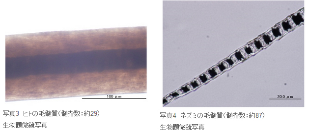 写真3　ヒトの毛髄質（髄指数：約29） 　写真4　ネズミの毛髄質（髄指数：約87） 