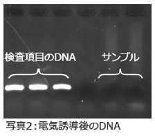 PCR法 電気誘導後のDNA