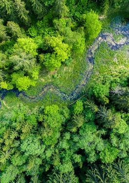 AerialView_forest_Trees.jpg